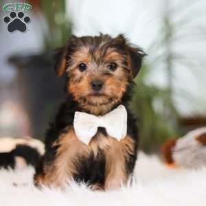Brianna, Yorkie Puppy